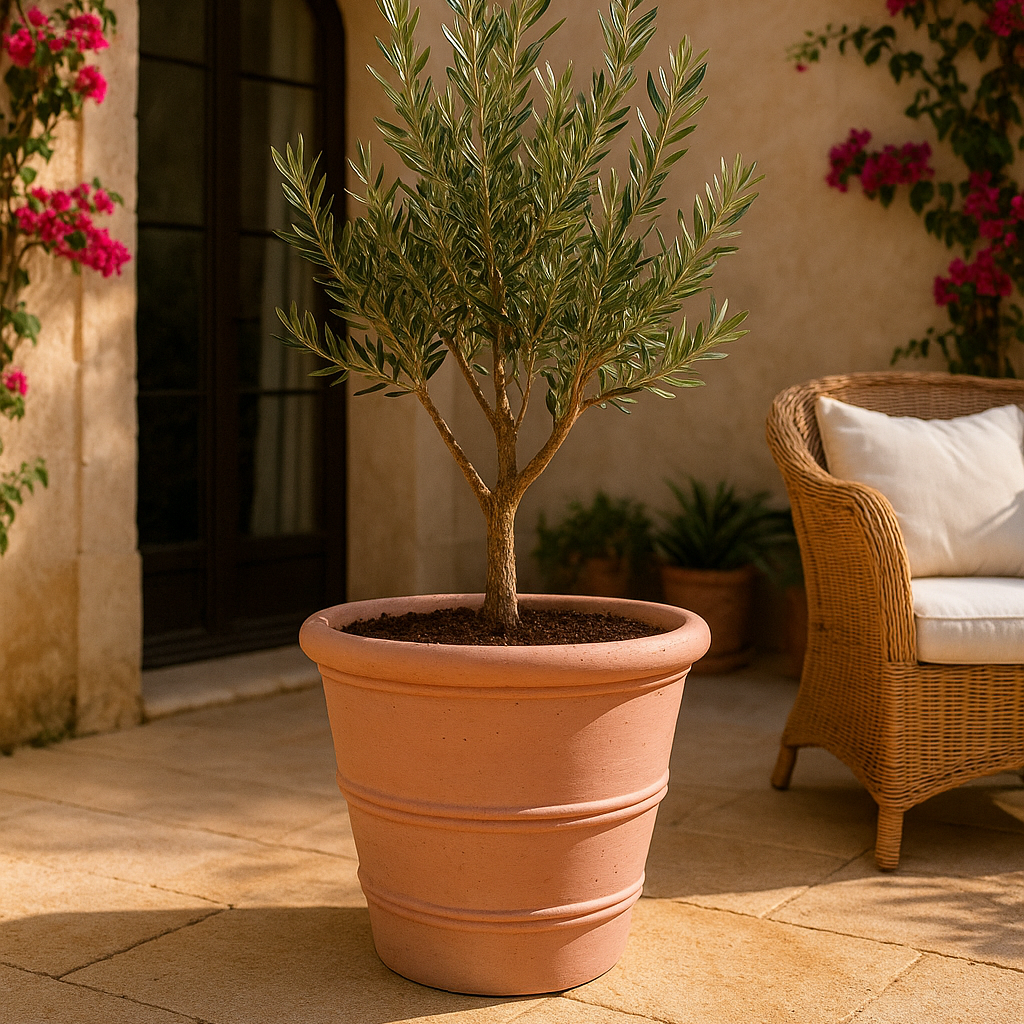 Terracotta Lined Pot