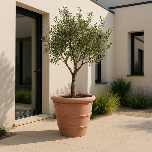 Potted olive tree in front of a modern building