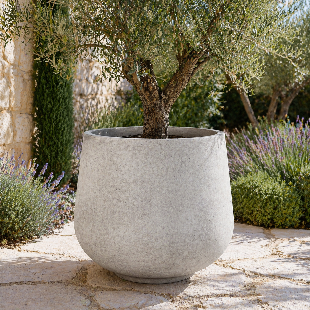 Large stone planter with an olive tree on a stone patio with lavender in the background