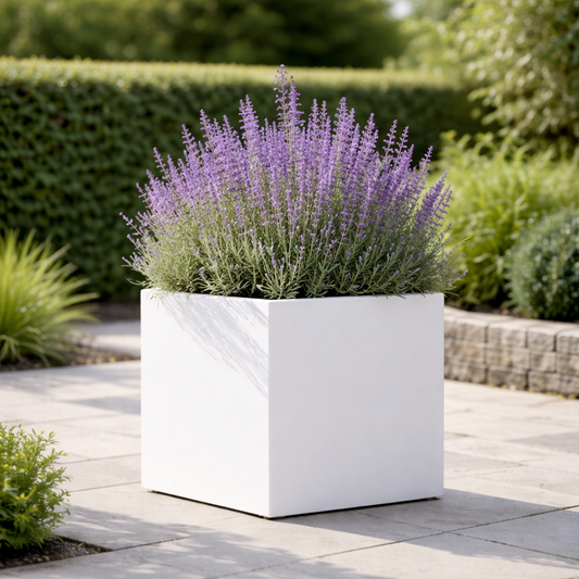 Square white planter with lavender plant on a patio